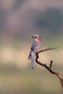 Jay, European Jay, Jay, eurasian jay (Garrulus glandarius), Geai des chênes, Arrendajo Común,