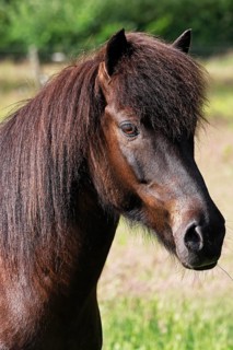 Icelandic horse (Equus islandicus), gelding, portrait, Schleswig-Holstein, Germany