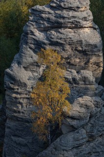 Trees growing on rocks. Fall foliage in the bohemian paradise. Prachov Rocks (Czech: Prachovské