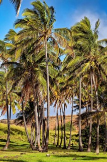Densely standing palm trees with light clouds in the background, the South Pacific palm trees on