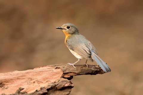 Tickell's Blue Flycatcher (Cyornis tickelliae) female, Bidoup National Park, Vietnam