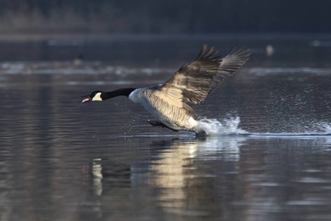 Canada Goose (Branta canadensis), North Rhine-Westphalia, Germany