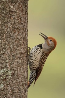 Guatemalan Flicker (Colaptes auratus mexicanoides) perched on a branch in Guatemala in Central