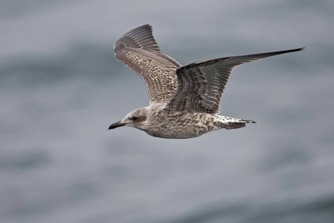 Lesser Black-backed Gull (Larus fuscus) juvenile flying, North Sea, Germany