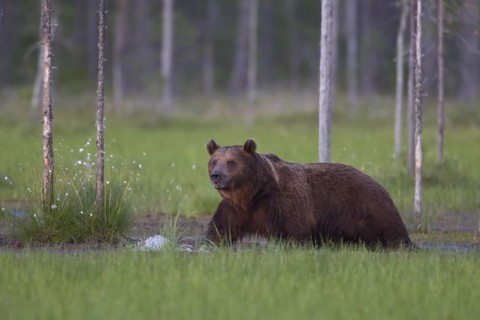 Eurasian Brown Bear (Ursus arctos), Kuhmo, Finland