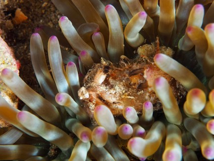 A crab between the tentacles of a sea anemone, Giens Peninsula dive site, Mediterranean,
