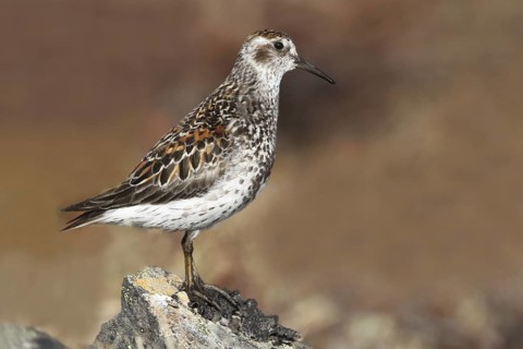 Rock Sandpiper (Calidris ptilocnemis), Alaska, USA