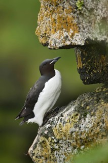 Thick-billed Murre (Uria lomvia), Alaska, USA