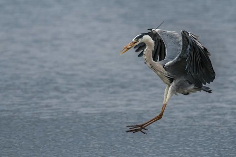 Grey Heron (Ardea cinerea), Kruger National Park, South Africa
