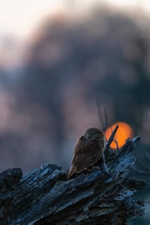 One East Brazilian pygmy owl (Glaucidium minutissimum), also known as least pygmy-owl or Sick's