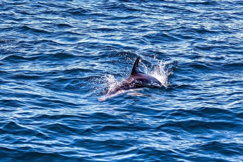 A dolphin moves elegantly through the water, the Clymene dolphin (Stenella clymene) near Puerto
