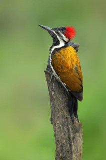 Greater Flameback (Chrysocolaptes guttacristatus) male perched on a stump, Darjeeling, India
