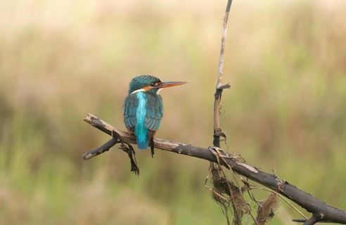 A kingfisher (Alcedo atthis), Sreepur, Gazipur, Bangladesh