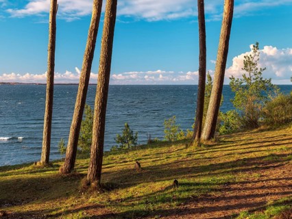 Pine groves on the Baltic Sea in evening light, view of the sea through the trees, Hohen