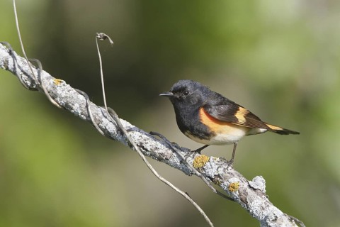 American Redstart (Setophaga ruticilla) male, Manitoba, Canada