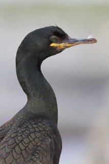 European Shag (Phalacrocorax aristotelis), Finnmark, Norway