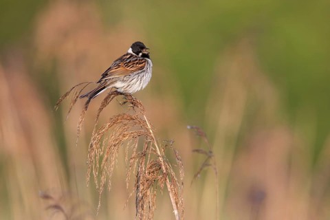 Common Reed Bunting (Emberiza schoeniclus) male singing in reedbed, Poland