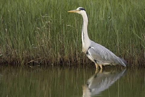 Grey Heron (Ardea cinerea), Texel, Netherlands