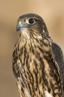 Merlin (Falco columbarius), Arizona, USA