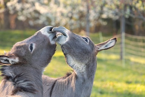 Close up of two donkeys (Equus asinus) showing their teeth with a flehmen response in a sunny field