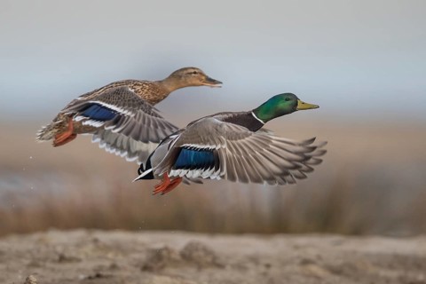 Mallard (Anas platyrhynchos) pair taking flight, Schleswig-Holstein, Germany