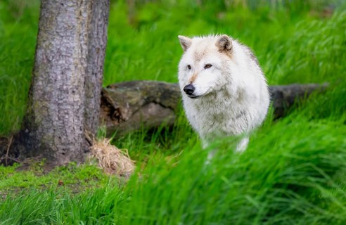 Arctic wolf (Canis lupus arctos), Alaska, USA