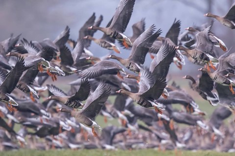 Greater White-fronted Goose (Anser albifrons) group taking flight, North Rhine-Westphalia, Germany