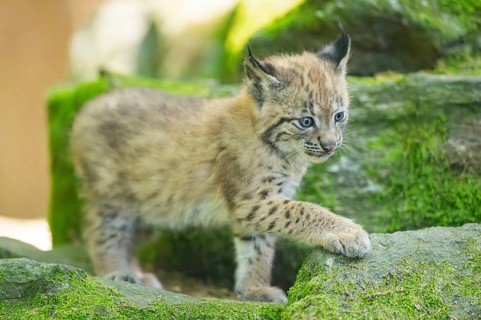 Eurasian lynx (Lynx lynx) youngster (cub) walking on rocks in a forest, Bavaria, Germany