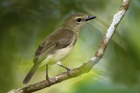 Grey Whistler (Pachycephala simplex), Northern Territory, Australia