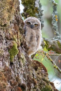 Lesser Horned Owl (Bubo magellanicus) juvenile, Region de los Rios, Chile