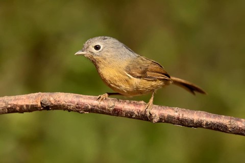 Grey-cheeked Fulvetta (Alcippe morrisonia), Yunnan, China