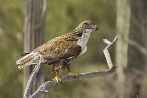 Ferruginous Hawk (Buteo regalis), Arizona, USA
