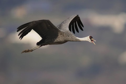 Hooded Crane (Grus monacha) calling in flight, Arasaki, Japan