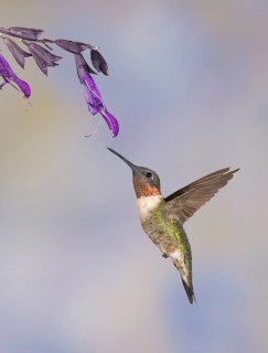 Ruby-throated Hummingbird (Archilochus colubris) male flying while feeding on flower nectar, Texas,