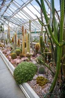 Botanical Garden, greenhouse with cacti and succulents, Zurich Succulent Collection, Switzerland