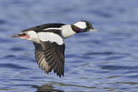 Bufflehead (Bucephala albeola) male flying, British Columbia, Canada