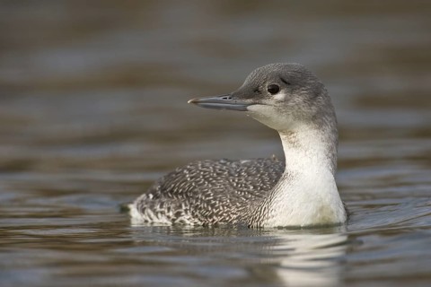 Red-throated Loon (Gavia stellata), Saxony-Anhalt, Germany