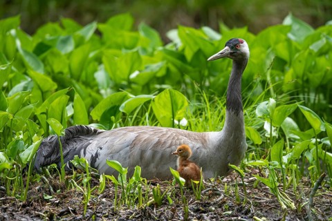 Crane (gurs grus) in nest with chicks, Feldberger Seenlandschaft, Mecklenburg-Vorpommern, Germany