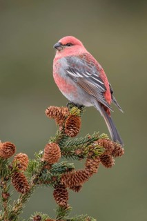 Pine Grosbeak (Pinicola enucleator) male perched on a branch, Alaska, USA