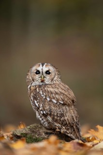 Tawny owl (Strix aluco) adult bird on fallen tree leaves in a woodland in autumn, England, United