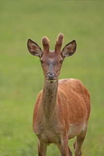 Red deer (Cervus elaphus), male