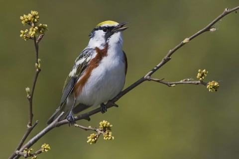 Chestnut-sided Warbler (Setophaga pensylvanica) singing, Ontario, Canada