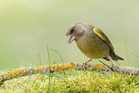 European Greenfinch (Chloris chloris) female, Rhineland-Palatinate, Germany
