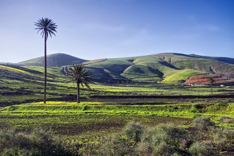 Wide, green hilly landscape with isolated palm trees, Yaiza Lanzarote