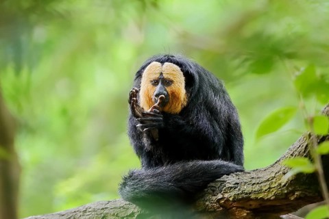 White-headed saki or pale-headed saki (Pithecia pithecia), male, captive, occurring in South