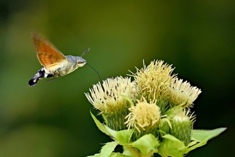 Dove's tail (Macroglossum stellatarum), flies on the flower of cabbage thistle (Cirsium oleraceum),