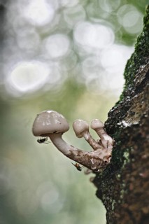 Porcelain fungi (Oudemansiella mucida), Emsland, Lower Saxony, Germany