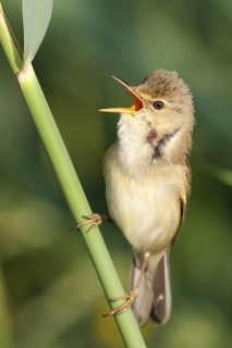 Marsh Warbler (Acrocephalus palustris), Baden-Wuerttemberg, Germany
