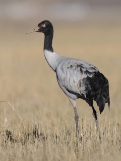 Black-necked Crane (Grus nigricollis), Tibet, China