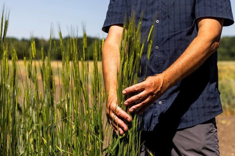 Leibniz Institute of Plant Genetics and Crop Plant Research (IPK) . Experimental field. Einkorn